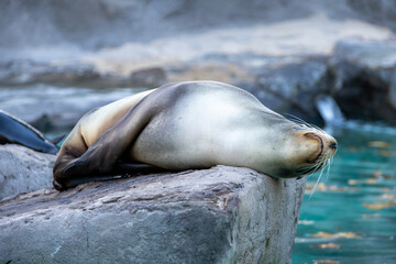 Lobo marino relajado sobre una roca, disfrutando de la tranquilidad cerca del agua. Escena de vida marina pac&iacute;fica.