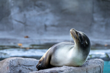 Fototapeta premium Lobo marino relajado sobre una roca, disfrutando de la tranquilidad cerca del agua. Escena de vida marina pacífica.