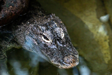 Retrato de un cocodrilo descansando en agua clara, mostrando su textura única y mirada imponente. Un vistazo al mundo salvaje.