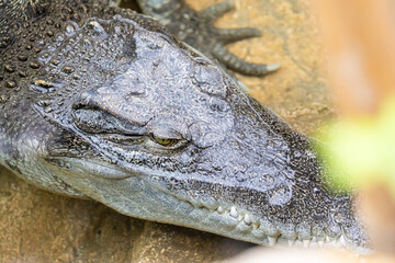 Naklejka premium Retrato de un cocodrilo descansando en agua clara, mostrando su textura única y mirada imponente. Un vistazo al mundo salvaje.