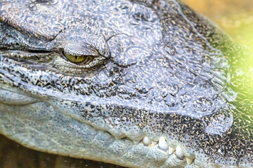 Naklejka premium Retrato de un cocodrilo descansando en agua clara, mostrando su textura única y mirada imponente. Un vistazo al mundo salvaje.
