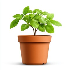 Obraz premium Fresh Green Plant in Terracotta Pot on White Background for Home Decor and Gardening
