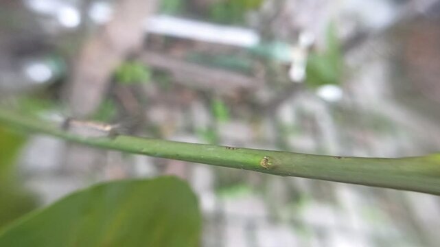 Lymantria dispar caterpillars walk writhing
