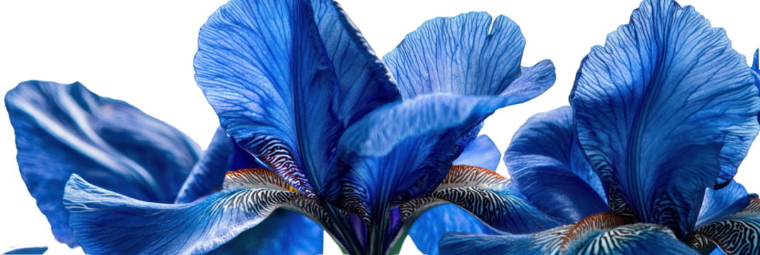 Deep blue iris with intricate petals, perfect for sophisticated design themes and floral guides.
