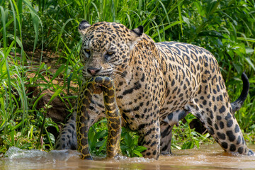 Jaguar with a captured Anaconda wading in a river