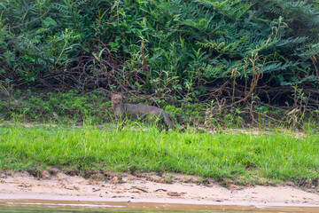 Jaguarundi walking along   the forest margins