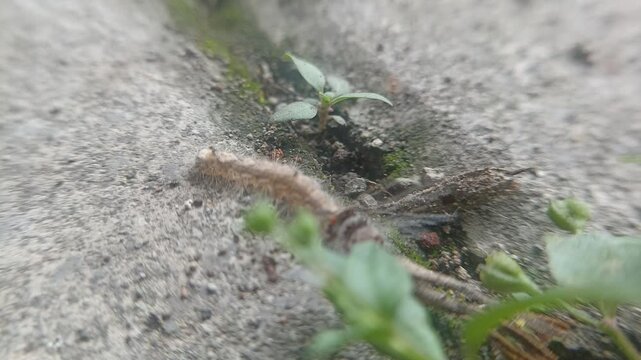 Lymantria dispar caterpillars walk writhing