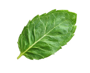 Fototapeta premium Bright green, rounded mint leaf, ideal for themes in culinary arts and herbal medicine.