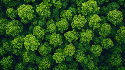 Naklejka premium Aerial view of vibrant green foliage showcasing nature's lush beauty and diversity.