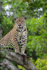 Jaguar surveys its domain from a fallen tree trunk © Hans