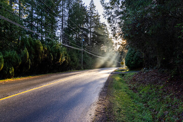 Obraz premium Sunlit Road Through Forest On Vancouver Island, Canada