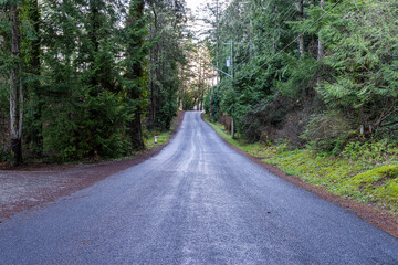 Obraz premium Scenic Forest Road on Vancouver Island Traversing Through Lush Greenery
