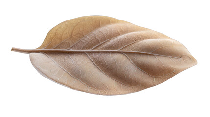 Unique culinary-themed tan mushroom cap presented as a leaf on white.