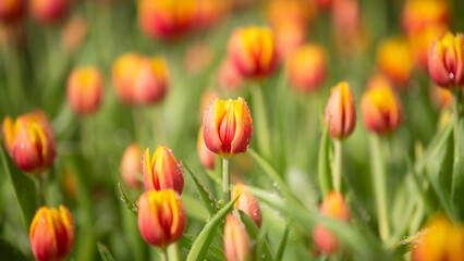 a bulbous spring-flowering plant of the lily family
