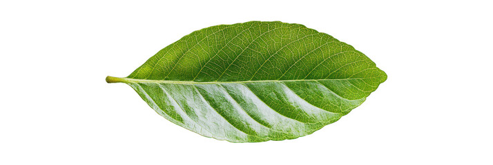 Obraz premium Lush green, smooth oval beech leaf, perfect for educational projects and environmental studies.