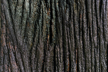 Close-Up View of Textured Dark Bark Surface of Tree Trunk