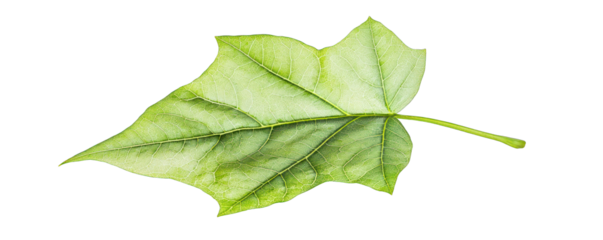 Nature themed vector of a lime green diamond-shaped poplar leaf.