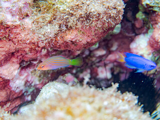 Fototapeta premium 美しいニセモチノウオ（ベラ科）の幼魚の群れ他。 英名学名：Sixline wrasse, Pseudocheilinus hexataenia 静岡県伊豆半島賀茂郡南伊豆町中木ヒリゾ浜2024年 