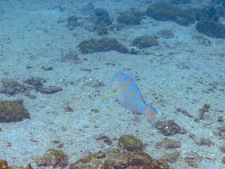 Fototapeta premium 大きく美しいヒブダイ（ブダイ科）他。 英名学名：BlueBlue-barred parrotfish (Scarus ghobban) 静岡県伊豆半島賀茂郡南伊豆町中木ヒリゾ浜2024年 