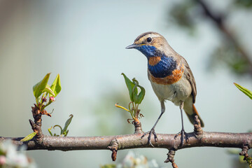 Fototapeta premium Bluethroat, Luscinia svecica. A singing bird sits on a beautiful branch