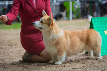 Handler put obedience Welsh corgi Pembroke or Cardigan in the right stance at dog show, side view....