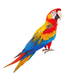 Fototapeta premium red and yellow macaw
