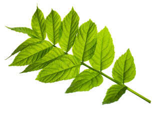Elderberry. elderberry - a medicinal plant good for health. Green spring elderberry leaves. Isolated on transparent, png.