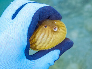 膨らむ
可愛いサザナミフグ（フグ目）の幼魚。
英名学名：White-spotted...