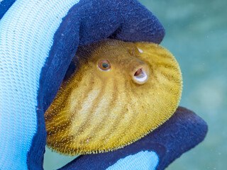 膨らむ
可愛いサザナミフグ（フグ目）の幼魚。
英名学名：White-spotted...