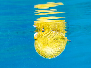 水面を漂う
可愛いサザナミフグ（フグ目）の幼魚。
英名学名：White-spotted...