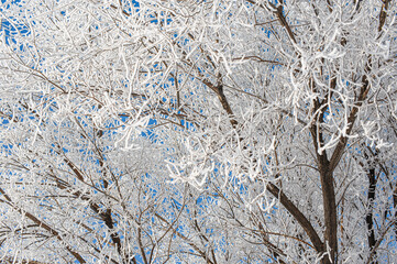 frost on the window