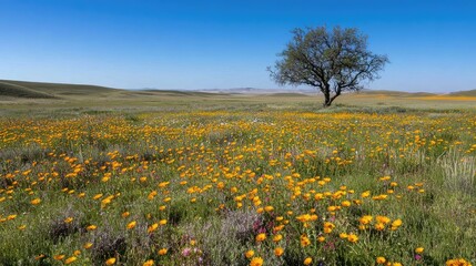 Fototapeta premium Vibrant Yellow Flowers in Lush Green Landscape Under Clear Sky