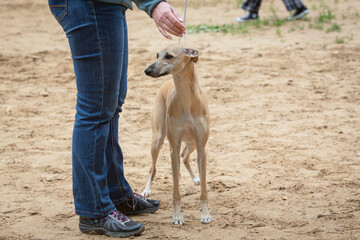 Handler shows a dog breed The Whippet a dog show.