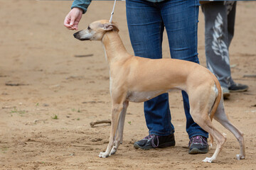 Handler shows a dog breed The Whippet a dog show.