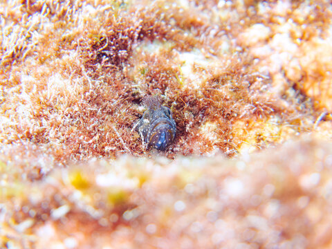小さくて可愛いコケギンポ（イソギンポ科）。
英名学名：Moss fringehead, Neoclinus bryope
静岡県伊豆半島賀茂郡南伊豆町中木ヒリゾ浜2024年
