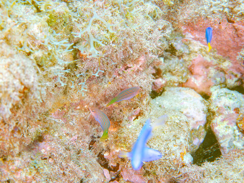 美しいニセモチノウオ（ベラ科）の幼魚の群れ他。
英名学名：Sixline wrasse, Pseudocheilinus hexataenia
静岡県伊豆半島賀茂郡南伊豆町中木ヒリゾ浜2024年
