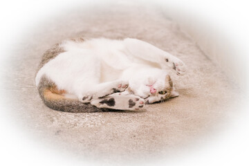 the white cat lay on the floor with dramatic tone