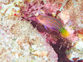 美しいニセモチノウオ（ベラ科）の幼魚の群れ他。
英名学名：Sixline wrasse, Pseudocheilinus hexataenia
静岡県伊豆半島賀茂郡南伊豆町中木ヒリゾ浜2024年
