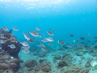 Fototapeta premium 美しいニセカンランハギ、ニザダイ（ニザダイ科）他の群れ。 英名学名：Pencil surgeonfish (Acanthurus dussumieri) Sawtail (Prionurus scalprum) 静岡県伊豆半島賀茂郡南伊豆町中木ヒリゾ浜2024年 