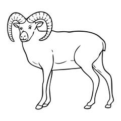 mouflon sketch vector illustration
