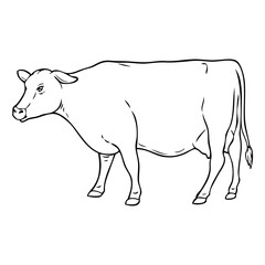 cow sketch vector illustration