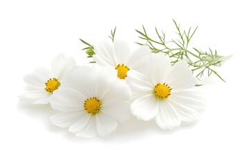Fototapeta premium Cosmos Flower Isolated on White Background.