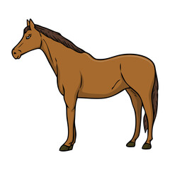 equine vector illustration