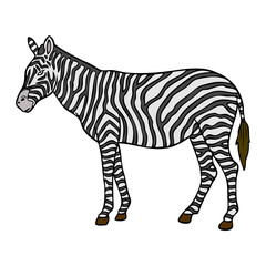 zebra vector illustration