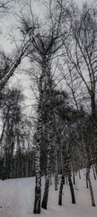 winter day in the snowy birch forest in the mountains