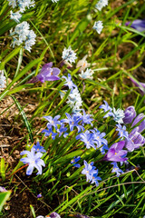 spring flowers in the garden