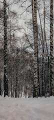 Fototapeta premium winter day in the snowy birch forest in the mountains