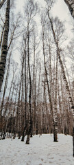 winter day in the snowy birch forest in the mountains