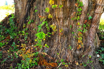 大杉の幹とツタ紅葉