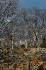 high trees in the autumn forest